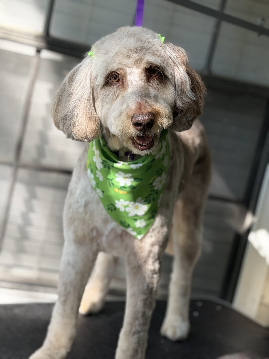Freshly groomed dog after a full groom