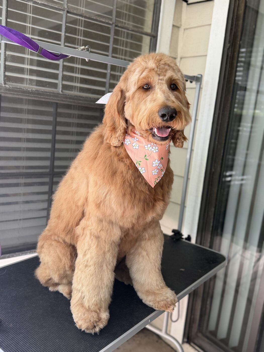 Freshly groomed dog with a fluffy, styled coat
