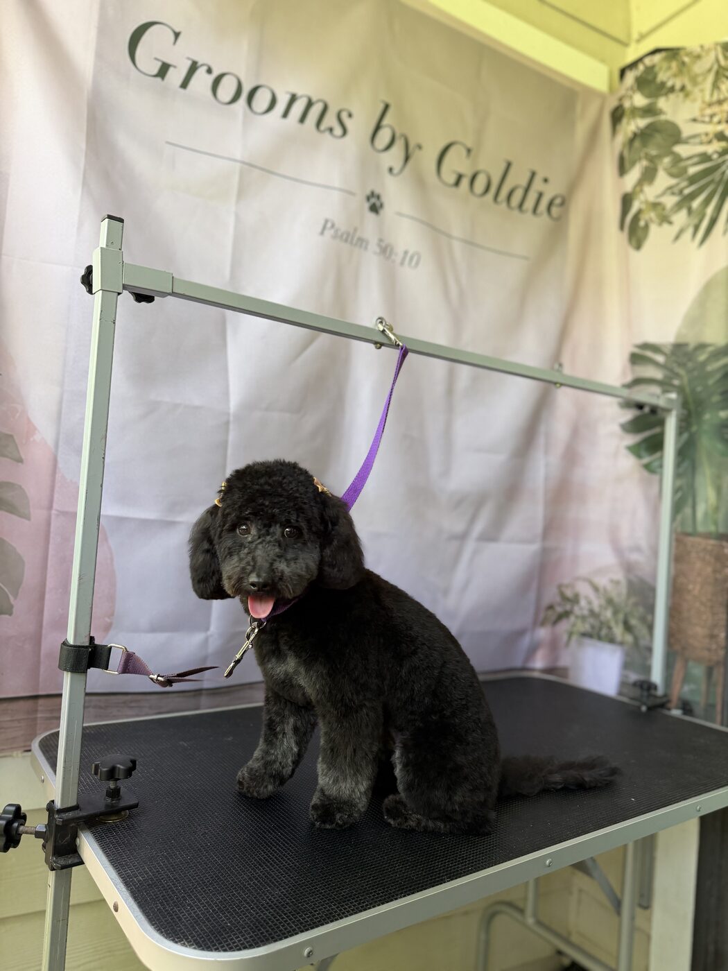 Small dog with a neat puppy cut