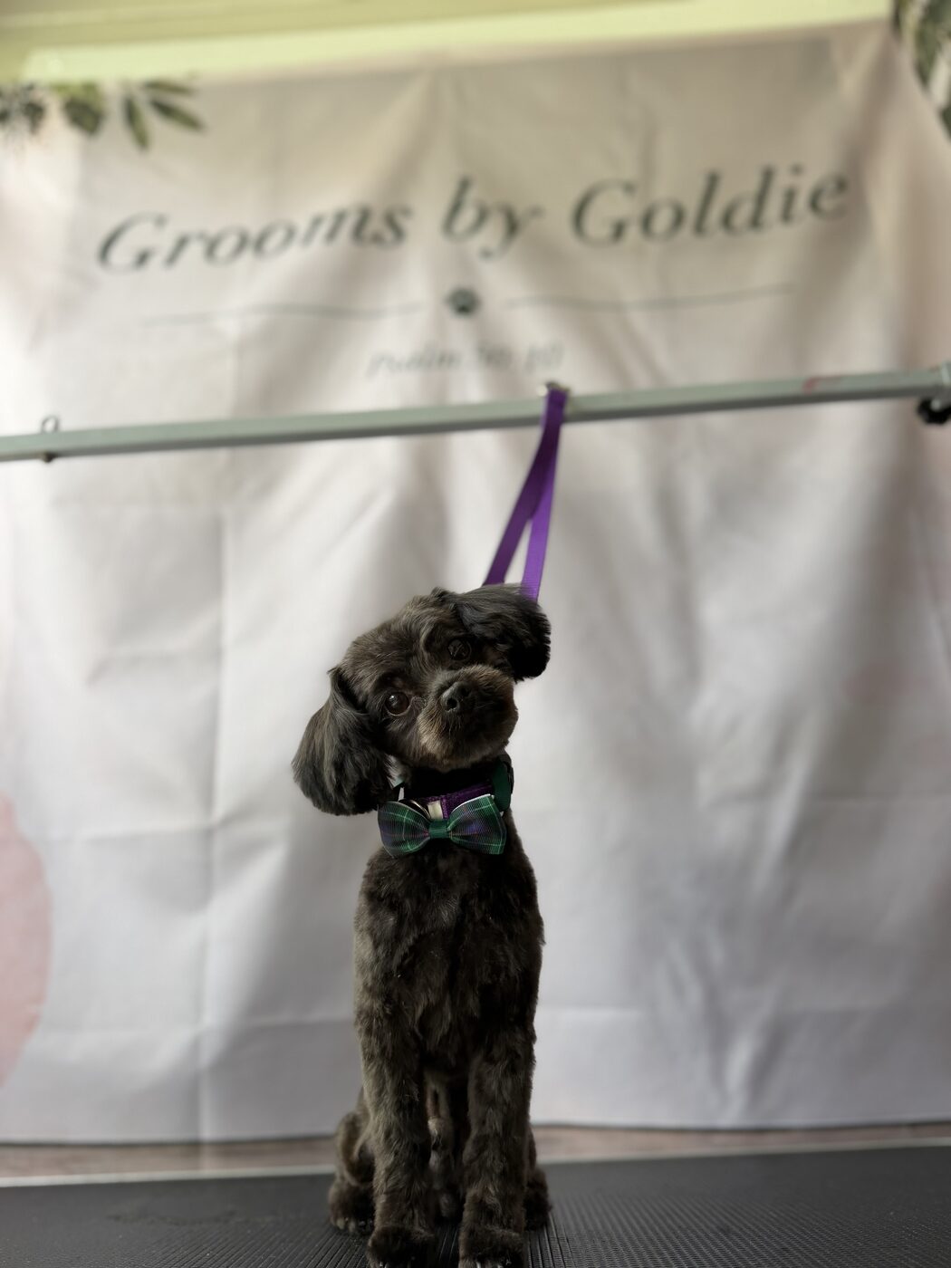 Groomed dog posing after its spa day