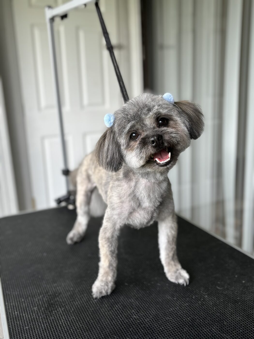 Dog with a tidy trim and clean ears