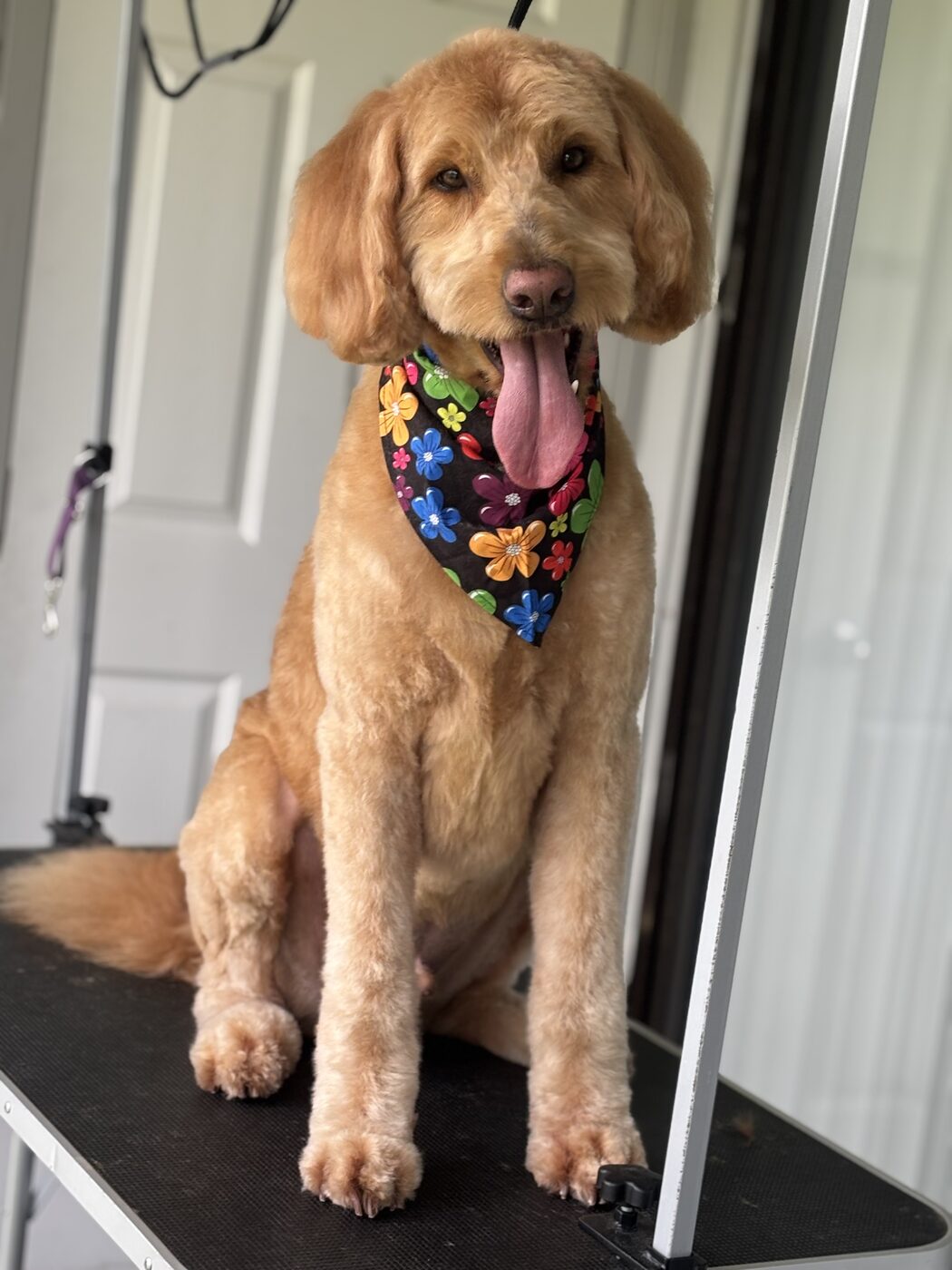Groomed dog with a soft, brushed-out coat